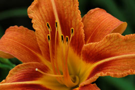 Taglilie (Hemerocallis-Hybride)