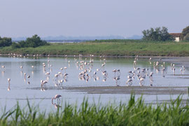Flamingos in einercLagune