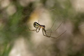 Gemeine Baldachinspinne (Linyphia triangularis)