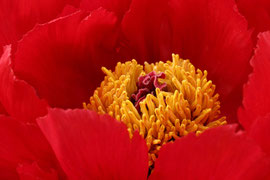 Strauchpäonie (Paeonia suffruticosa)