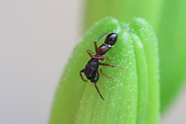 Großer Ameisenspringer (Leptorchestes berolinensis)