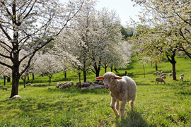 Lamm bei der Berghauser Kapelle Ebringen