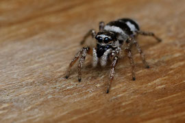 Zebra-Springspinne (Salticus scenicus)