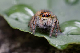 Wipfelspringerin (Carrhotus xanthogramma)