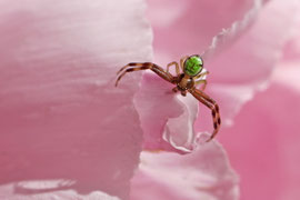 Dreieck-Krabbensinne (Ebrechtella tricuspidata)