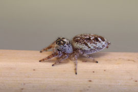 Kanarenspringer (Macaroeris nidicolens)