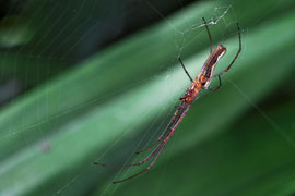  Streckerspinne (Tetragnatha montana)