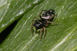 Kupfrige Sonnen-Springspinne (Heliophanus cupreus)