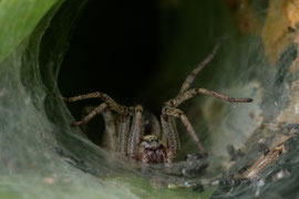 Labyrinthspinne (Agelena labyrinthica)