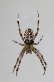 Gartenkreuzspinne (Araneus diadematus)