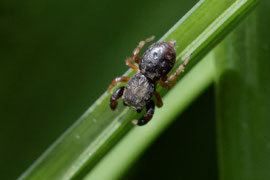 Gewöhnliche Käfer-Springspinne (Ballus chalybeius)