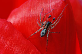 Vierfleckzartspinne (Anyphaena accentuata)