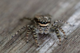 Große Rindenspringspinne (Marpissa muscosa)
