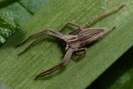 Listspinne (Pisaura mirabilis)