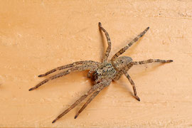 Nosferatu-Spinne (Zoropsis spinimana)