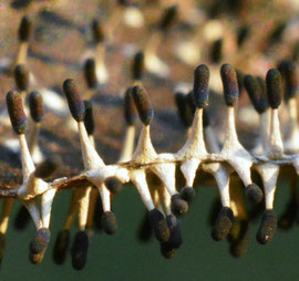 Witpootglinsterkopje - Diachea leucopodia (zeldzaam)