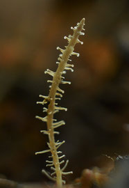 Vertakte collybia - Dendrocollybia racemosa  (zeldzaam)