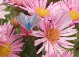 azuré sur aster rose