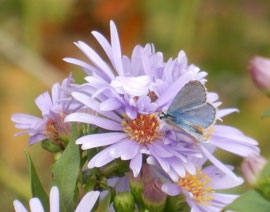 azuré sur aster 