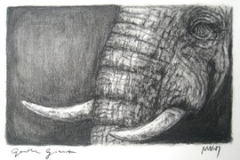 "Gentle Giant", Kohle und Graphit, 41 x 53 cm, 225 Euro