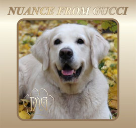 Nuance from Gucci (golden retriever) - Альбом "Осень 2013"