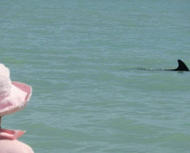Delphine vor Sanibel Island - ganz nah an den Menschen