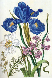 Iris, Kupferstich von Sybilla Merian