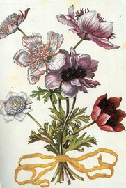 Anemone, Kupferstich von Sibylla Merian