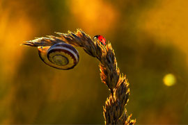 Hausbesuch            Tamron 90 mm Macro    