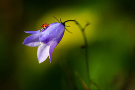 Blütenbesucher      Tamron 90 mm Macro