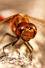 Heidelibelle               Tamron 90 mm Macro