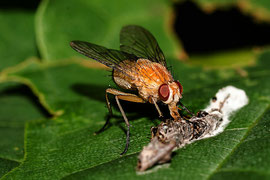 Dungfliege             Tamron 90 mm Macro