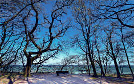 Naturfotografie Warnemünde Stolteraa, Blick durch urwüchsige Bäume auf die strahlend blaue Ostsee
