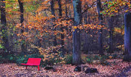 Naturfotografie: Die rote Bank im Herbstwald