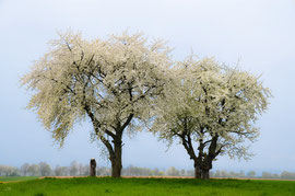 Sulzbach, drei sehr alte Kirschbäume in voller Blüte