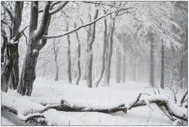 Naturfotografie, Winterzauber am Feldberg