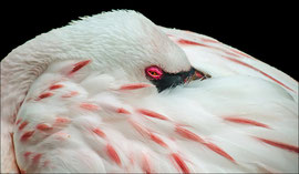 Tierfotografie, Flamingo beim Mittagsschlaf
