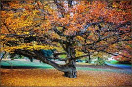 Baumfotografie: Herbstlaub im Park vom Kronberger Schlosshotel