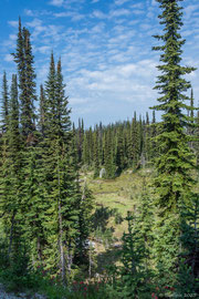 einfache Wanderungen am Mount Revelstoke