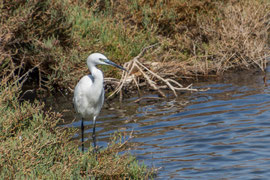 der 'Parque Natural da Ria Formosa' ist ein ca. 170Km2 grosses, geschütztes Lagunensystem an der Algarve, vor allem bekannt für die vielfältige Vogelwelt