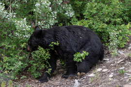 Black Bear am Strassenrand - vor allem im Frühsommer finden sie hier viele reife Beeren, während weiter im Wald der Reifeprozess erst später erfolgt