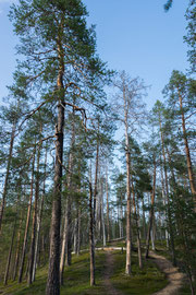 auf dem Luontopolku Nature Trail 