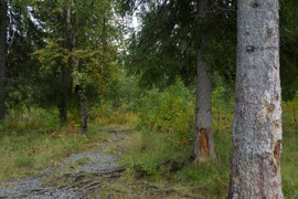 Spaziergang am Ångermanälven bei Vilhelmina