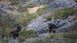 Serra da Estrela