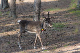 Besuch vor der Cabin