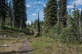 Wanderweg am Mt. Revelstoke