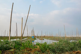 Die so entstandenen Felder werden von den Booten aus bewirtschaftet, sie können von Menschen nicht betreten werden. Angebaut werden vor allem Tomaten, Gurken und Auberginen. Pro Jahr können mehrere Tonnen davon geerntet werden.