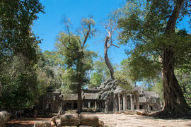 Ta Prohm ist vor allem wegen den aus den Ruinen wachsenden Bäumen bekannt und beliebt