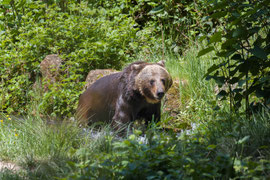 Die Tiere Auslauf und können sich auch vor neugierigen Blicken zurückziehen 