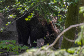 Bär auf Futtersuche ... auch das müssen die Bären nach der Befreiung aus den tier-unwürdigen Haltungen oft wieder kernen